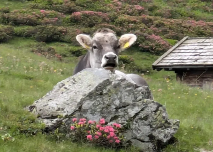 Апартаменты 